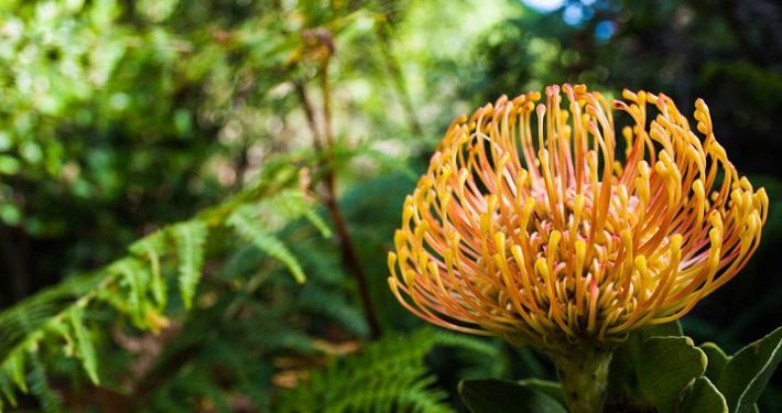 OFC, Organic Food Chain